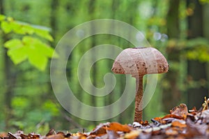 Parasol mushroom. Wonderful edible mushroom Macrolepiota procera or Lepiota protsera.