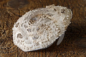 Parasol mushroom on wood