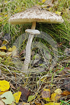 Parasol mushroomMacrolepiota procera