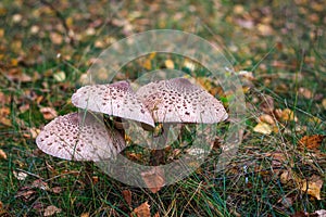 Parasol mushrooms