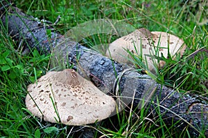 The Parasol Mushrooms