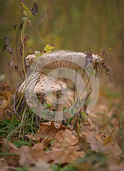Parasol mushrooms in the autumn forest