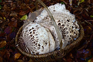 Parasol mushrooms in a basket