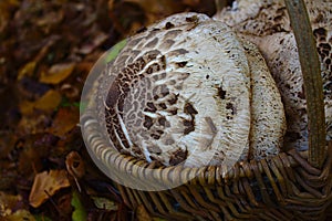 Parasol mushrooms in a basket