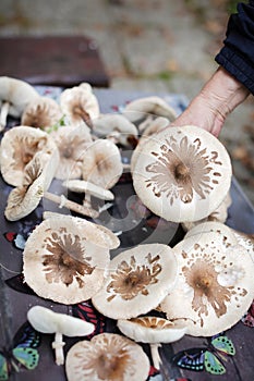 Parasol mushrooms being picked, mushroom harvest in autumn