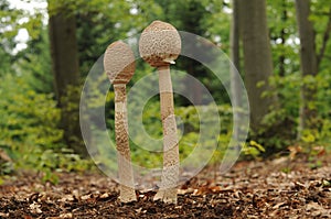 Parasol mushrooms in a forest