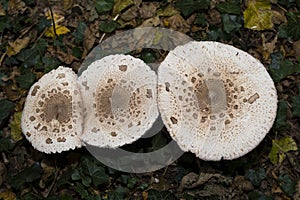 Parasol Mushrooms on the forest floor