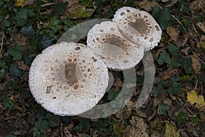 Parasol Mushrooms on the forest floor