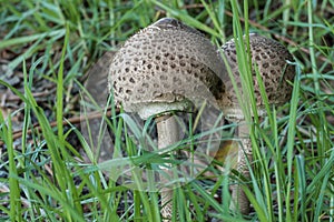 Parasol mushrooms grow among the grass