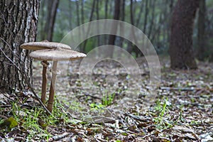 Parasol mushrooms growing close to tree base