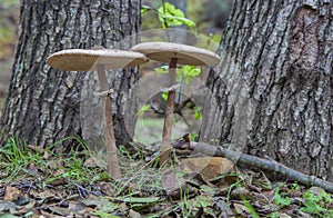 Parasol mushrooms growing close to tree base