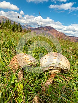 The parasol mushrooms latin name Macrolepiota procera