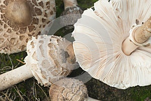 Parasol mushrooms, macrolepiota procera