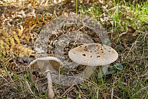 Parasol mushrooms macrolepiota procera
