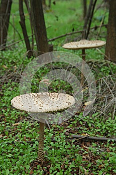 Parasol mushrooms - Macrolepiota procera