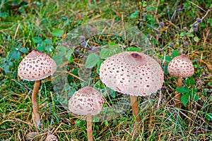 Parasol mushrooms  Macrolepiota procera  in the forest