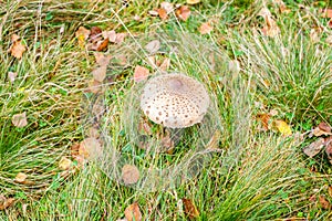 Parasol mushrooms  Macrolepiota procera  in the forest