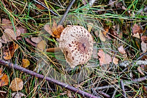 Parasol mushrooms  Macrolepiota procera  in the forest