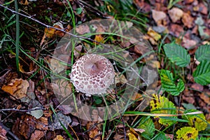 Parasol mushrooms  Macrolepiota procera  in the forest