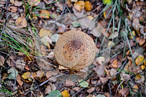 Parasol mushrooms  Macrolepiota procera  in the forest