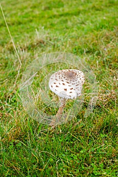 Parasol mushrooms  Macrolepiota procera  in the forest