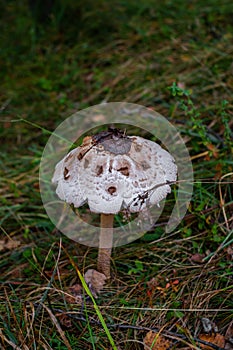 Parasol mushrooms  Macrolepiota procera  in the forest