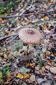 Parasol mushrooms  Macrolepiota procera  in the forest