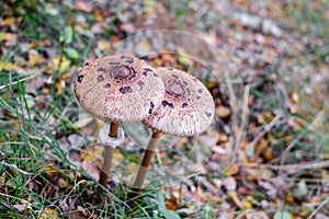 Parasol mushrooms  Macrolepiota procera  in the forest