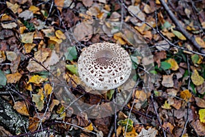 Parasol mushrooms  Macrolepiota procera  in the forest