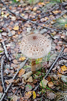 Parasol mushrooms  Macrolepiota procera  in the forest