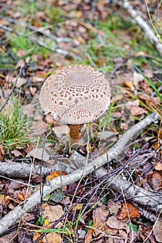 Parasol mushrooms  Macrolepiota procera  in the forest