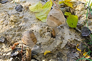 Parasol mushrooms (Macrolepiota procera or Lepiota procera)