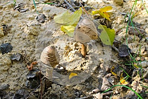 Parasol mushrooms Macrolepiota procera or Lepiota procera