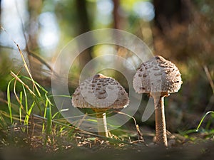 The parasol mushrooms Macrolepiota procera, Lepiota procera growing in the wood