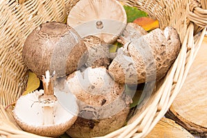 Parasol mushrooms in a wicker bowl