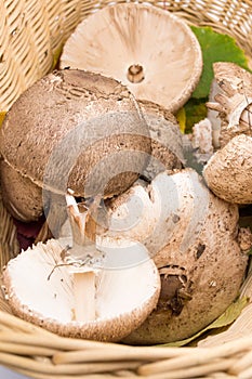 Parasol mushrooms in a wicker bowl