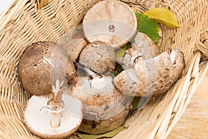 Parasol mushrooms in a wicker bowl