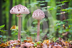 Parasol mushrooms. Wonderful edible mushrooms Macrolepiota procera or Lepiota protsera