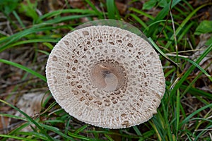 Parasol oder Riesenschirmpilz, Macrolepiota procera