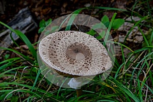 Parasol oder Riesenschirmpilz, Macrolepiota procera