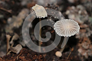 Parasola auricoma mushrooms in the compost bin where they help decay organic material