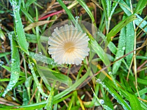 Parasola plicatilis is a small saprotrophic mushroom with a plicate cap photo