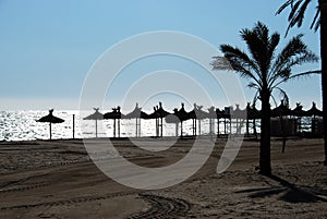 Parasols and palms on Daitona beach, Marbella, Spain.