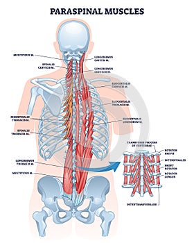 Paraspinal muscles as erector spinae or back muscular system outline diagram