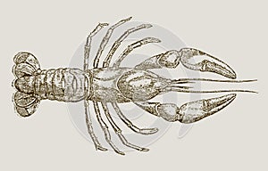 Parastacus brasiliensis, a freshwater crayfish from brazil in top view