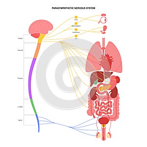 Parasympathetic nervous system