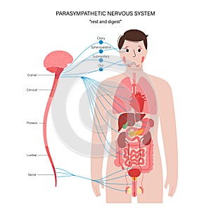 Parasympathetic nervous system photo