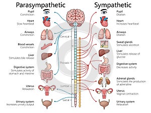 Parasympathetic and Sympathetic Nervous Systems photo