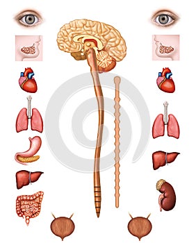 Parasympathetic system