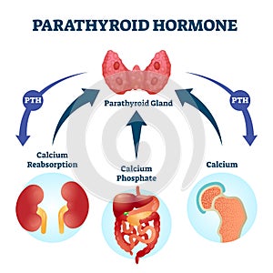 Parathyroid hormone PTH, parathormone or parathyrin vector illustration.